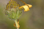 Pineland false sunflower